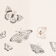 butterflies (1)
