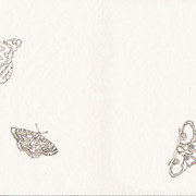 butterflies (3)