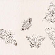 butterflies (6)